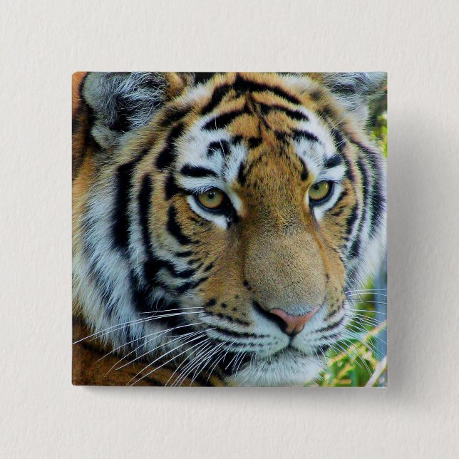 Siberian Tiger, Amur Tiger Button (Front)