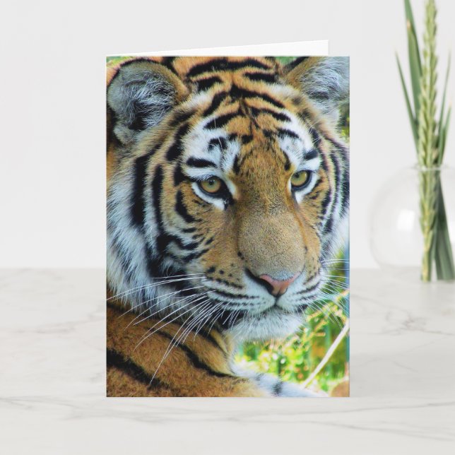 Siberian Tiger, Amur Tiger Greeting Card (Front)