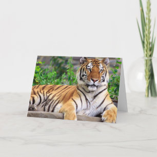 Siberian Tiger Blank Card