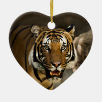 Siberian Tiger