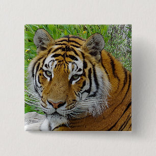 Siberian Tiger Closeup Photo of Face 15 Cm Square Badge