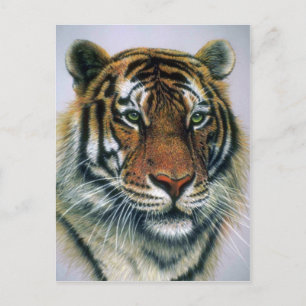 Siberian Tiger head Postcard