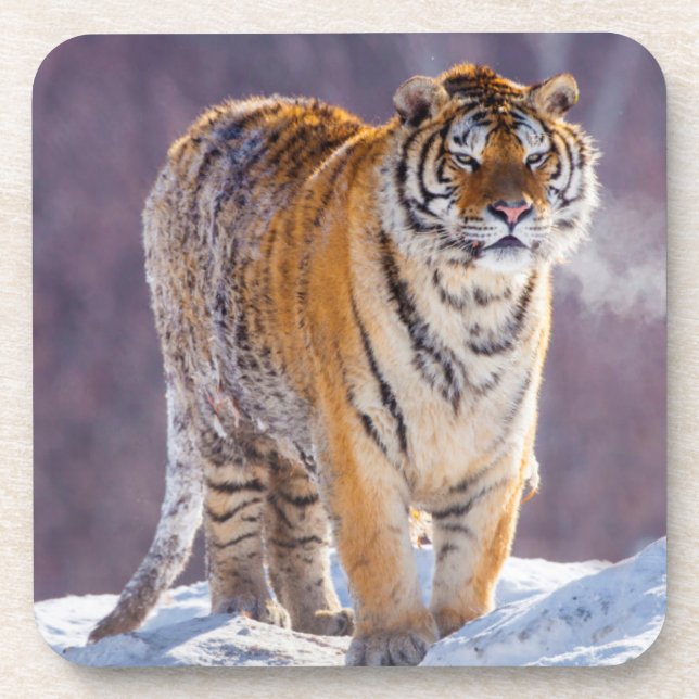 Siberian tiger in snow, China Coaster (Front)