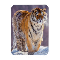 Siberian tiger in snow, China