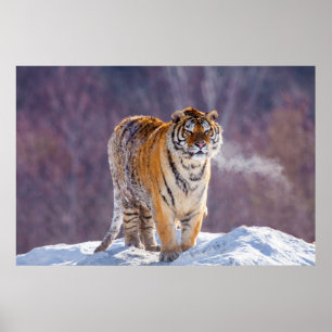 Siberian tiger in snow, China Poster