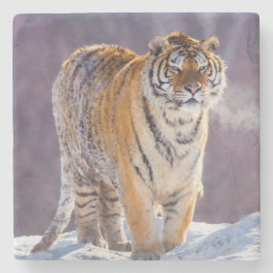 Siberian tiger in snow, China Stone Coaster