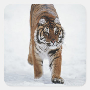 Siberian Tiger In Snow Square Sticker