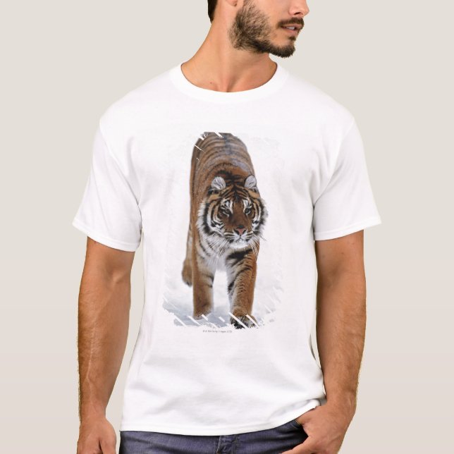 Siberian Tiger In Snow T-Shirt (Front)