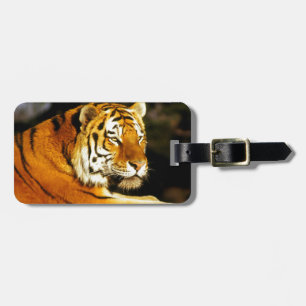 Siberian Tiger in the evening Luggage Tag