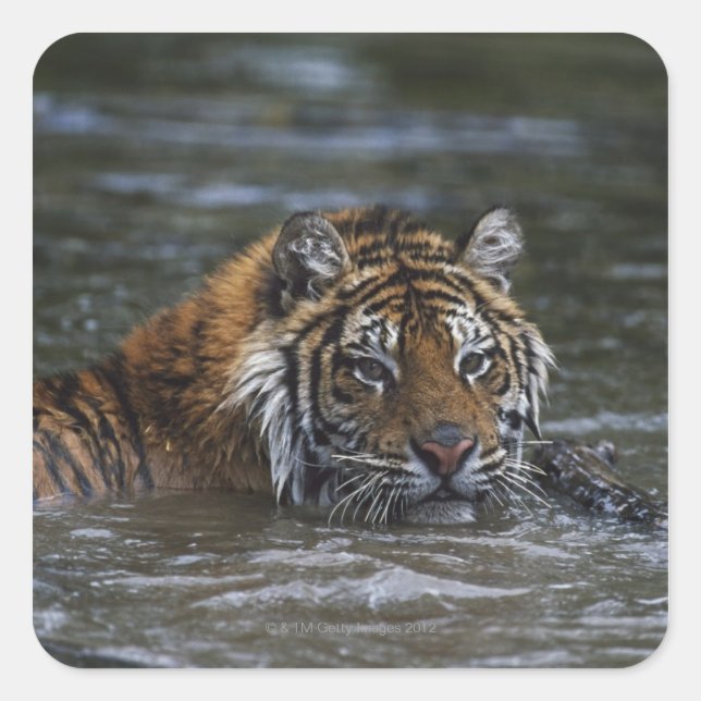 Siberian Tiger In Water Square Sticker (Front)