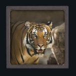 Siberian Tiger Jewellery Box<br><div class="desc">Wild Animals and Big Cats Digital Artworks - Close-up Siberian Tiger Face</div>