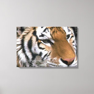 Siberian Tiger Lovers Art Canvas Print