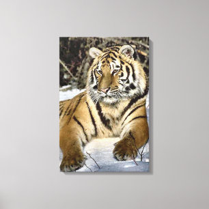 Siberian Tiger Lovers Art Canvas Print