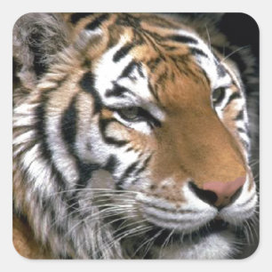 Siberian Tiger Lovers Art Square Sticker