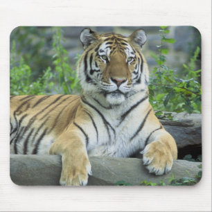 Siberian Tiger Mouse Pad