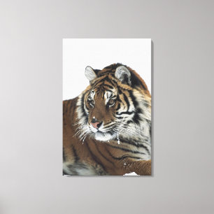 Siberian Tiger (Panthera Tigris Altaica) 2 Canvas Print