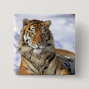 Siberian Tiger, Panthera tigris altaica, Asia, 15 Cm Square Badge