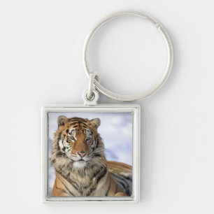 Siberian Tiger, Panthera tigris altaica, Asia Key Ring