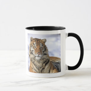 Siberian Tiger, Panthera tigris altaica, Asia Mug