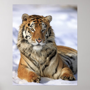Siberian Tiger, Panthera tigris altaica, Asia, Poster