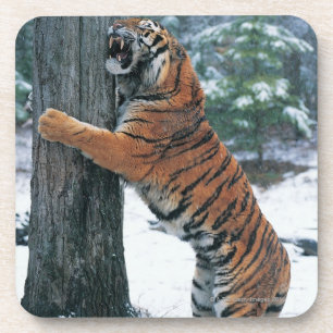 Siberian Tiger (Panthera tigris altaica) Coaster