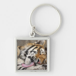 Siberian tiger Panthera tigris altaica licking Key Ring