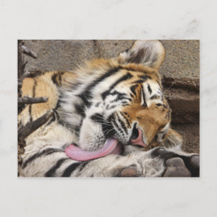 Siberian tiger Panthera tigris altaica licking Postcard