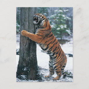Siberian Tiger (Panthera tigris altaica) Postcard