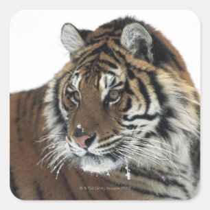 Siberian Tiger (Panthera Tigris Altaica) Square Sticker