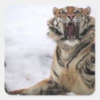 Siberian Tiger (Panthera tigris altaica)