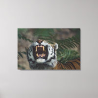 Siberian Tiger (Panthera Tigris) Bares Fangs