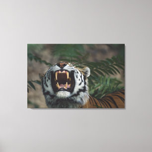Siberian Tiger (Panthera Tigris) Bares Fangs Canvas Print