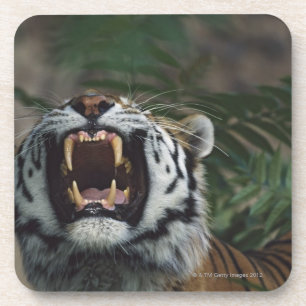 Siberian Tiger (Panthera Tigris) Bares Fangs Coaster