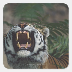 Siberian Tiger (Panthera Tigris) Bares Fangs Square Sticker