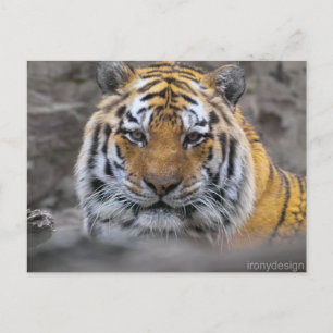 Siberian Tiger Photograph Postcard