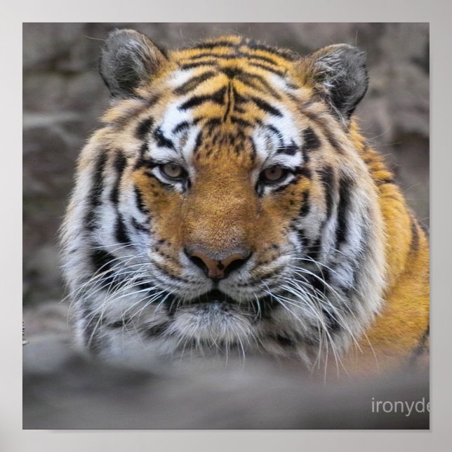 Siberian Tiger Photograph Poster (Front)