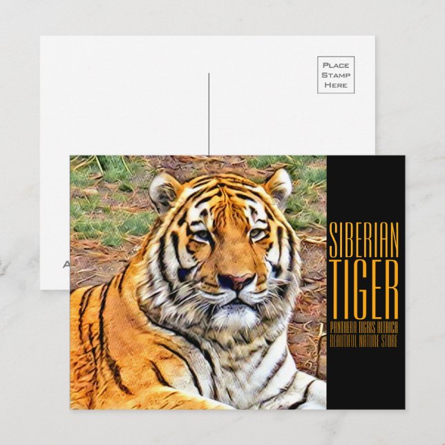Siberian Tiger Postcard (Front/Back)