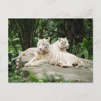 Siberian tiger postcard