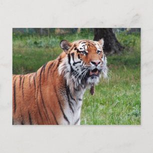 Siberian tiger postcard