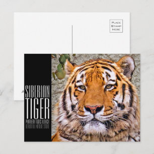 Siberian Tiger Postcard