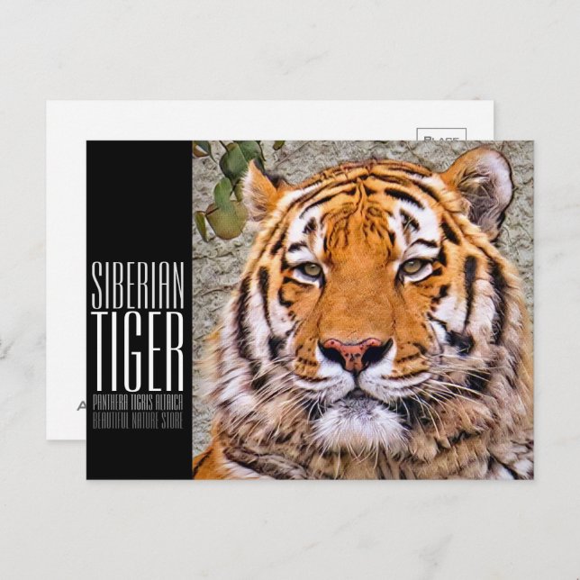 Siberian Tiger Postcard (Front/Back)