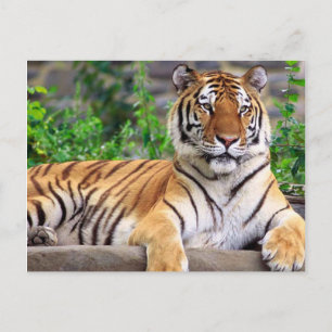 Siberian Tiger Postcard