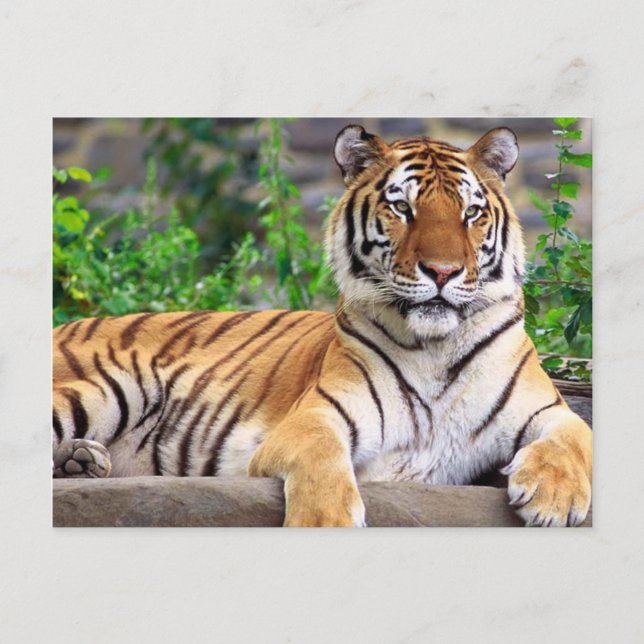 Siberian Tiger Postcard (Front)