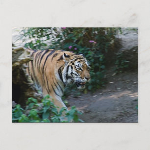 Siberian Tiger Postcard