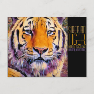Siberian Tiger [Postcard] Postcard
