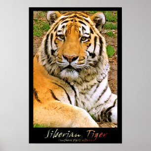 Siberian Tiger Poster
