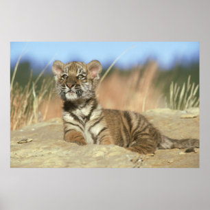 Siberian Tiger Poster