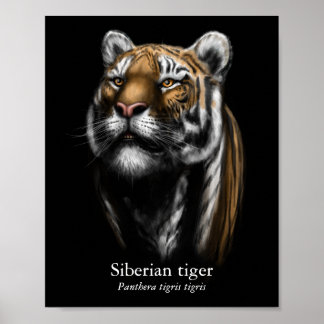 Siberian Tiger Poster (Semi-Gloss)