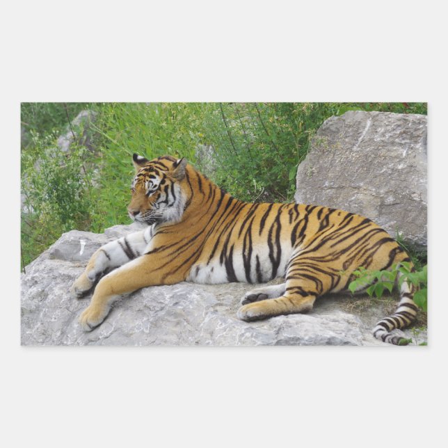 Siberian Tiger Relaxing on a Rock Rectangular Sticker (Front)