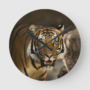 Siberian Tiger Round Clock